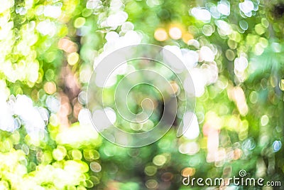 Natural bokeh background, Fresh healthy green bio background with abstract blurred foliage and bright summer sunlight Stock Photo