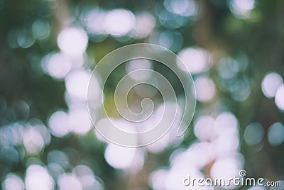 Natural bokeh of light and leaves, green abstract background Stock Photo