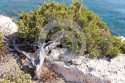 Natural bonsai on the rocks of Cyprus. Stock Photo