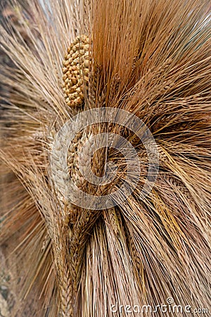 A natural bouquet made of dried barley stalks. Stock Photo