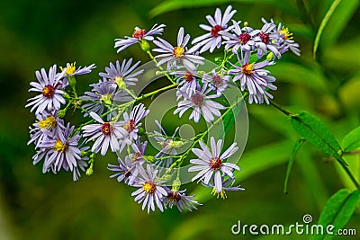 A Natural Bouquet Purple Aster Flowers Stock Photo
