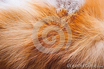 Natural brown fox fur. Stock Photo