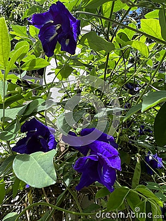 Natural butterfly pea flowers in sri lanka Stock Photo