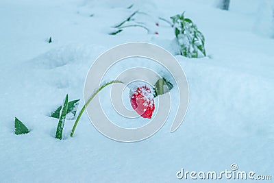 A natural calamity of snow during the bloom of the trees and the flowers Stock Photo
