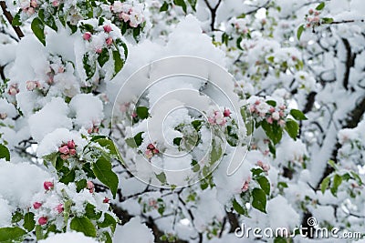 A natural calamity of snow during the bloom of the trees and the harvest Stock Photo