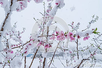 A natural calamity of snow during the bloom of the trees and the harvest Stock Photo