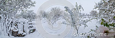 A natural calamity of snow during the bloom of the trees and the harvest Stock Photo