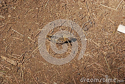 Natural Camouflage - Cricket on forest floor blending into surroundings Stock Photo
