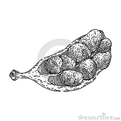 natural cardamom sketch hand drawn vector Vector Illustration