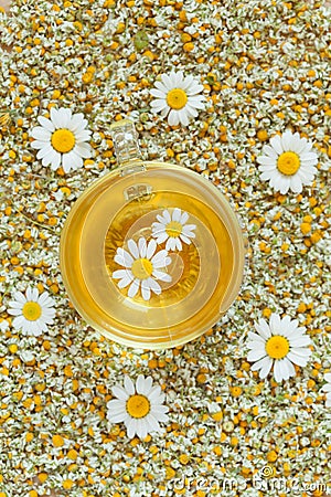 Natural chamomile yellow organic herbal tea in Stock Photo