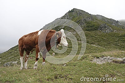 Classical panorama wide angle view on an Austrian cow with bell in a meadow in the Alps Mountains Stock Photo