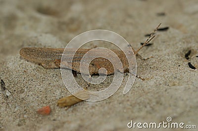 Close up of a Mediterranean blue winged locust, Sphingonotus caerulans in the sun Stock Photo