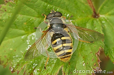 Close up the Yellow barred peat hover fly, Sericomyia silentis, Syrphidae, with spread wings on a green leaf Stock Photo