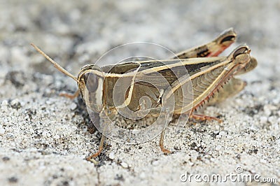 Closeup on an adult Italian locust, Calliptamus italicus, sitting on a stone , with red eggs of a parasite on it's back Stock Photo