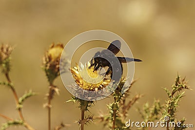 Closeup on the all black large violet carpenter bee, Xylocopa violacea Stock Photo