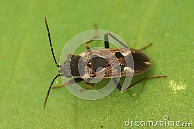 Closeup of a Bright-spotted Groundbug Rhyparochromus vulgaris camouflaged on a green leaf Stock Photo