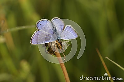 Closeup on a colorful Icarus blue butterfly , Polyommatus icarus sitting with open wings in a meadow Stock Photo