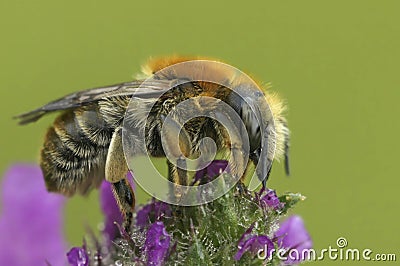 Closeup on a female of the rare byssal resin-leafcutter, Trachusa byssina sitting on a purple flower Stock Photo