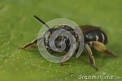 Closeup on a female of the rare Wilke's mining bee, Andrena wilkella, a specialist on clover, sitting on a green Stock Photo