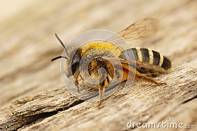 Closeup on a female Yellow-legged mining bee, Andrena flavipes, sitting on wood Stock Photo