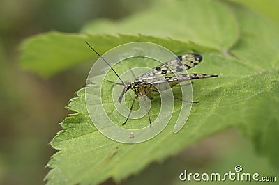 Closeup on a German scorpionfly, Panorpa germanica sitting on a green leaf Stock Photo