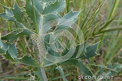 Closeup on the hairy green caterpillar of the colorful diurnal sluggish burnet moth, Zygaena erythrus, on Field eryngo Stock Photo