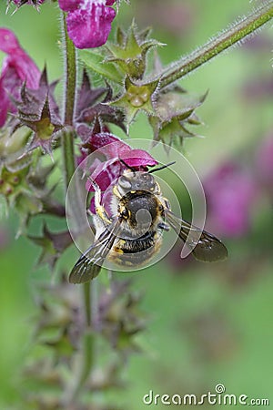 Closeup of a male European wool carder bee , Anthidium manicatum, sipping nectar from hedge woundwort, Stachys sylvatica Stock Photo