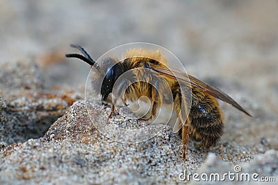 Closeup of the male of the Grey-gastered mining bee, Andrena tibialis, sitting on the ground Stock Photo