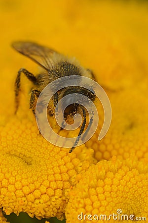 Natural closeup on a 2nd generation male Yellow-legged minin bee, Andrena flavipes on a yellow Tansy flower Stock Photo