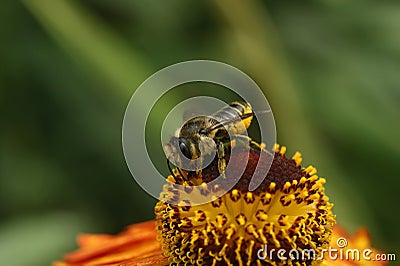 Closeup on a Patchwork leafcutter solitary mason bee, Megachile centuncularis on an orange Helenium flower in the garden Stock Photo