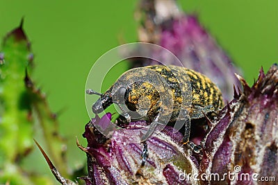 Closeup on a plant parasite thistle infecting weevil, Larinus turbinatus on it's host plant Stock Photo