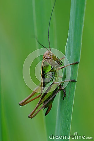 Closeup of the rare Roesels Bush Cricket, Roeseliana roeselii, against a soft green background Stock Photo