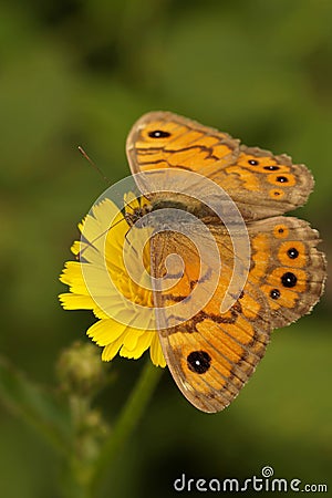 Closeup on a rare Wall Brown Butterfly, Lasiommata megera, nectaring on a yellow flower, Gard, France Stock Photo