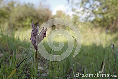 Closeup on the red c olored Long-lipped tongue orchis, Serapias vomeracea with green natural blurred background Stock Photo
