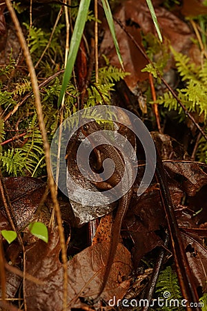 Closeup on a Rough-Skinned Newt, Taricha granulosa sitting on the forest floor in Southern Oregon Stock Photo