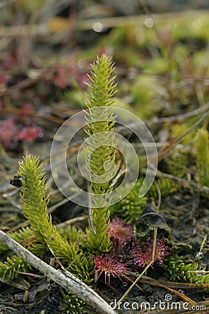 Closeup on the small and rare inundated, northern bog or marsh clubmoss, Lycopodiella inundata Stock Photo