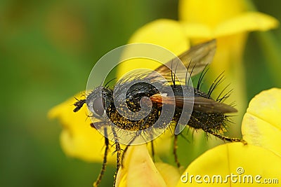 Natural closeup on a spiky Tachnid fly, Zophomyia temula on a yellow flower Stock Photo
