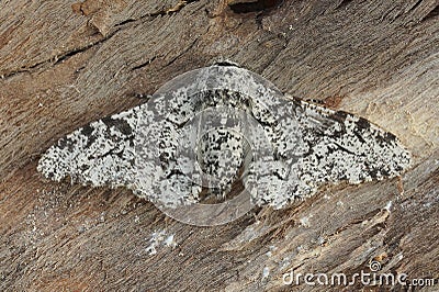 Closeup of the white speckled form of the peppered moth ,Biston betularia, with open wings on a piece of bark Stock Photo