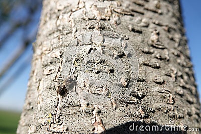 Closeup on a male mellow miner bee, Andrena mitis warming up on a piece of wood Stock Photo