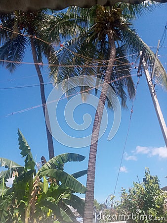 Natural coconut tree Stock Photo