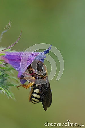 Colorful closeup on female Seven-toothed Red-Resin Bee, Rhodanthidium septemdentatum sleeping in a Viper bugloss flower Stock Photo