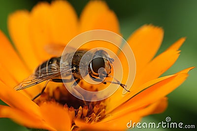 Colorful closeup on a tapered drone-fly, Eristalis pertinax on an orange flower in the garden Stock Photo