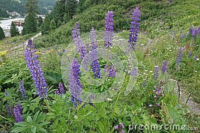 Colorful landscape view on an aggregation of blue flowering large-leaved lupines, Lupinus polyphyllus Stock Photo