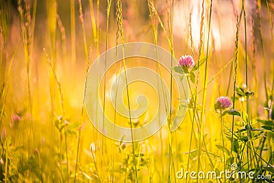 Beautiful summer meadow flowers. Calm nature background concept design Stock Photo