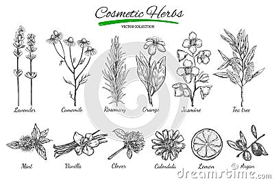 Natural cosmetics. Vector hand drawn.Isolated objects on white. Herbs and flowers. Herbal Medicine. Vector Illustration