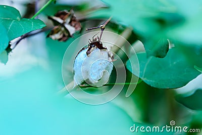 Natural cotton bolls and branch Stock Photo