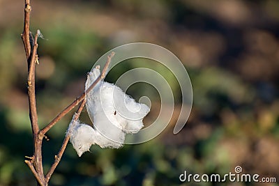 Natural cotton bolls ready for harvesting Stock Photo