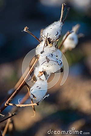 Natural cotton bolls ready for harvesting Stock Photo