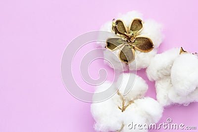 Natural cotton flowers on pink background. Delicate organic floral blossom, top view, flat lay Stock Photo