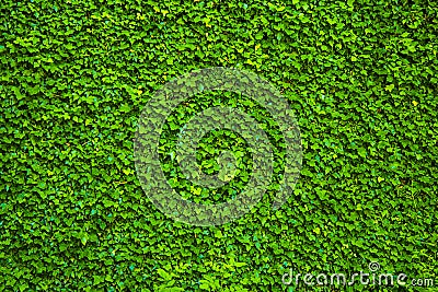 Green natural wall of leaves in bindweed Stock Photo